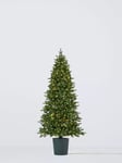 John Lewis Bala Potted Pre-lit Christmas Tree, 7ft