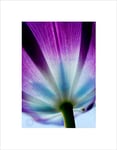 Wee Blue Coo PURPLE TULIP FLOWERS BLOOM BLACK FRAME FRAMED ART PRINT PICTURE MOUNT B12X8039