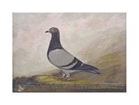 Painting Animal Pigeon Dove Bird Art Print Frame Wooden Framed Picture Poster Art Mount Gift F12X653