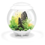 Oase - Aquarium décoratif 30l blanc Halo 30 mcr white