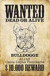 Schatzmix Plaque Murale en métal avec Inscription Wanted Dead Alive Bulldog 20 x 30 cm