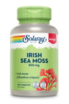 Irish Sea Moss