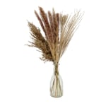 Deco Bundles Pampas Grass Dried Height 50 CM IN Glass Vase Dry Flowers Pampas