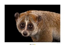 Komar National Geographic Tableau mural | Bengal Slow Loris | Dimensions : 50 x 40 cm | Sans cadre | Poster, photo, animaux, espèce menacée en menacée, image d'animaux, impression clientèle, portrait | WB-NG-029-50 x 40