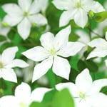 Klematis 'SoMany White Flowers' PBR 5-p