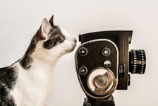 White and gray cat looking into viewfinder of vintage camera White background