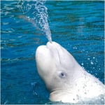 RSPB Greeting Sound Card By Really Wild Cards - Beluca Whale