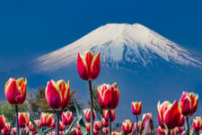 Tulips and Mt. Fuji Poster 70x100 cm