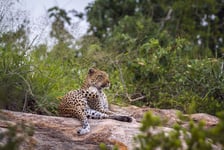 Leopard lying down on rock in Kruger National park South Africa  Specie Panthera pardus family of Felidae