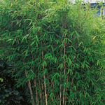 Omnia Garden Bergbambu Dino 50-60 cm GTG22504P