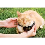 PetSafe - Collier supplémentaire pour clôture anti-fugu chat, 4 niveaux de stimulation, léger, réglable et anti-étranglement, à Pile