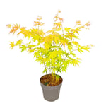 Japansk lönn - Acer palmatum 'Orange Dream' - Höjd 35-55cm - ⌀15cm