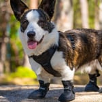 4 pack myke gummistøvler / potesokker til hund