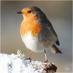 RSPB Greeting Sound Card By Really Wild Cards - Robin In Snow