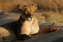 A lioness Panthera leo lying down in early morning light Kalahari desert South Africa