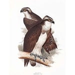 Wee Blue Coo Painting Birds Gould Lear Osprey Pair Art Print Poster Wall Decor 12X16 Inch