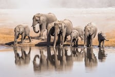 Family of African elephants drinking at a waterhole in Etosha national park Namibia Africa