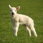  Lamb The Baby Sheep Greeting Sound Card By Really Wild Cards