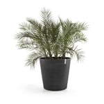 Ecopots - Grand pot sur roues Amsterdam 100 Gris Foncé - ø 100 x h. 88,7 cm - 466 l