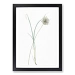 Big Box Art Pale Garlic Flowers by Pierre-Joseph Redoute Framed Wall Art Picture Print Ready to Hang, Black A2 (62 x 45 cm)