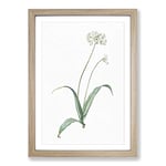 Big Box Art Spring Garlic Flowers by Pierre-Joseph Redoute Framed Wall Art Picture Print Ready to Hang, Oak A2 (62 x 45 cm)