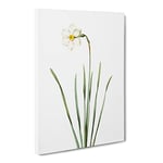 Poeticus Daffodil By Pierre Joseph Redoute Vintage Canvas Wall Art Print Ready to Hang, Framed Picture for Living Room Bedroom Home Office Décor, 24x16 Inch (60x40 cm)