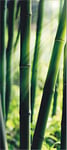 AG Design fTV 0214 Violet-Panneau Mural Photo photomurals Bambou