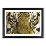 Big Box Art Eye of The Tiger Painting Framed Wall Art Picture Print Ready to Hang, Black A2 (62 x 45 cm)