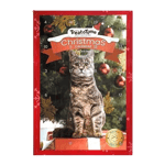 Julekalender katt - 24 bokser - Katt - Kattesnacks - Akudim