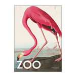 Poster & Frame - A.P. Atelier poster 50x70 cm the zoo collection pink flamingo edt. 002