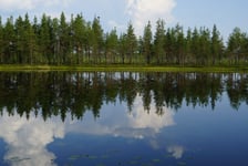 Landscape forest lake with reflection of clouds in the sky and pine trees on the beach summer