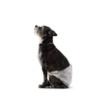 Amazon Basics Lot de 30 Couches jetables pour Chien mâle, Taille S, Blanc