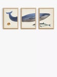 EAST END PRINTS Natural History Museum 'Whale' Framed Print, Set of 3