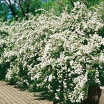 Buske Omnia Garden Bukettspirea 80-100 cm