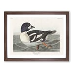 Golden Eye Duck By John James Audubon Vintage Framed Wall Art Print, Ready to Hang Picture for Living Room Bedroom Home Office Décor, Walnut A4 (34 x 25 cm)