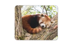 Cute Lesser Red Panda Mouse Mat Pad - Animal Tree Bear Kids Gift Computer #14217