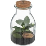 Atmosphera Créateur D'intérieur - Terrarium Bota verre H19,5cm