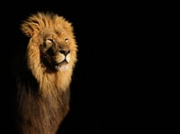 Portrait of a big male African lion Panthera leo against a black background South Africa