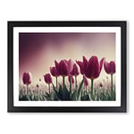 Mind Blowing Tulip Flowers H1022 Framed Print for Living Room Bedroom Home Office Décor, Wall Art Picture Ready to Hang, Black A2 Frame (64 x 46 cm)