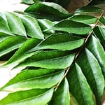 Fresh Curry Leaves 75g | Natural Curry Leaves | Kaddi Patta | Karapincha