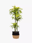 The Little Botanical Extra Large Lemon & Lime Dracaena Plant & Basket