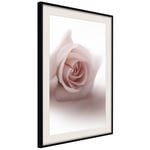 Plakat - Rose Shadow - 30 x 45 cm - Sort ramme med passepartout