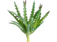 Emerald Emerald Kunstig Aloe Med 2 Blomster, I Potte, 80 Cm Lumarko!