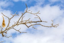 Branche de bois noir sur fond de ciel nuageux