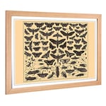 Big Box Art Framed Print of Encyclopedia Vintage Butterflies & Insects (1) Design | Wall Art Picture| Home Decor for Kitchen, Living Room, Bedroom, Hallway, Oak, A2 / 24.5x18 Inch / 62x45cm