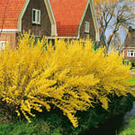 Prydnadsbuske Forsythia Omnia Garden Lynwood Gold