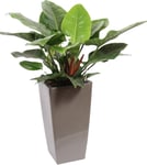 Philodendron Imperial Green, inkl. potte, 1 stk