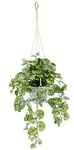 Flair Flower Suspension avec Pot et Suspension - Canne de Commerce - Décoration - Décoration - Plante d'intérieur, Plante grimpante - Lierre - Environ 80 x 40 x 30 cm