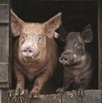 Tamworth & Wild Boar Pig Sound Greeting Card Any Occasion Call Of The Wild Cards