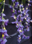 Streetwize Set Of 6 Solar 60 Led Wisteria Outdoor Lights